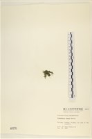 登錄號:A00000170藏品圖，第3張