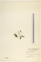 登錄號:A00000171藏品圖，第3張