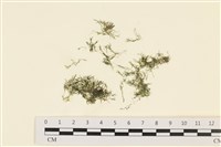 登錄號:A00000171藏品圖，第1張