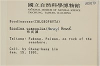 布氏藻藏品圖，第2張