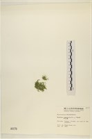 布氏藻藏品圖，第3張