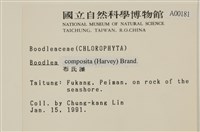 布氏藻藏品圖，第2張