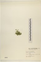 布氏藻藏品圖，第3張
