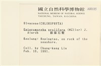 筋條石髮藏品圖，第2張