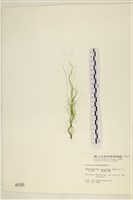 筋條石髮藏品圖，第1張