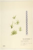 登錄號:A00000194藏品圖，第1張