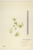 登錄號:A00000197藏品圖，第1張