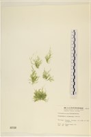 登錄號:A00000198藏品圖，第1張