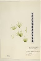 扁石髮藏品圖，第1張