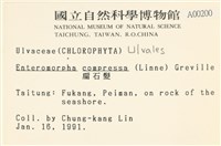 扁石髮藏品圖，第2張