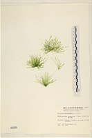 扁石髮藏品圖，第1張