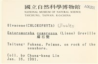 扁石髮藏品圖，第2張