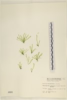 扁石髮藏品圖，第1張