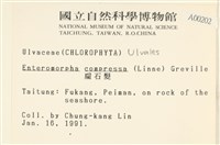 扁石髮藏品圖，第2張