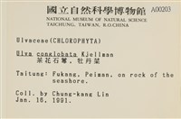 茶花石蓴, 牡丹菜藏品圖，第2張