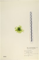 茶花石蓴, 牡丹菜藏品圖，第3張