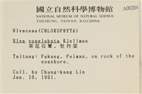 茶花石蓴, 牡丹菜藏品圖，第2張