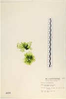 茶花石蓴, 牡丹菜藏品圖，第3張