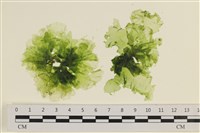 茶花石蓴, 牡丹菜藏品圖，第1張