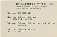 茶花石蓴, 牡丹菜藏品圖，第2張