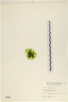 茶花石蓴, 牡丹菜藏品圖，第3張