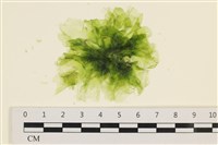 茶花石蓴, 牡丹菜藏品圖，第1張