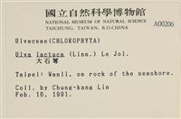 大石蓴, 石蓴藏品圖，第2張