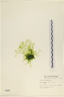 大石蓴, 石蓴藏品圖，第1張