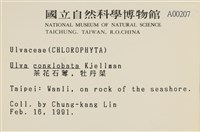 茶花石蓴, 牡丹菜藏品圖，第2張