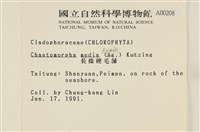 長條硬毛藻藏品圖，第2張