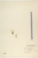 長條硬毛藻藏品圖，第3張