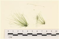 長條硬毛藻藏品圖，第1張