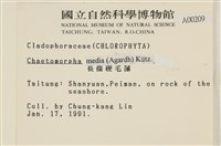 長條硬毛藻藏品圖，第2張