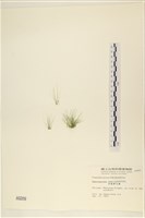 長條硬毛藻藏品圖，第1張