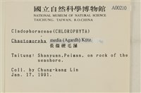 長條硬毛藻藏品圖，第2張