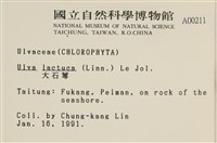 大石蓴, 石蓴藏品圖，第2張