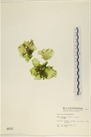 大石蓴, 石蓴藏品圖，第1張