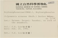 袋苔, 囊藻藏品圖，第2張