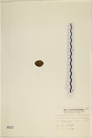 袋苔, 囊藻藏品圖，第3張