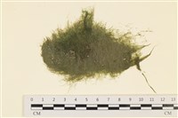 登錄號:A00000223藏品圖，第1張