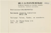 仙掌藻, 海仙人掌藏品圖，第2張