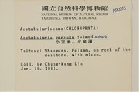 小笠藻, 小傘藻藏品圖，第2張