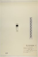 小笠藻, 小傘藻藏品圖，第3張