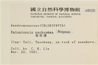絨毛乳節藻藏品圖，第2張