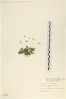 絨毛乳節藻藏品圖，第1張