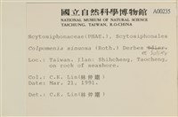 袋苔, 囊藻藏品圖，第2張