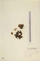 袋苔, 囊藻藏品圖，第1張