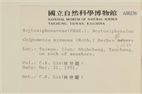 袋苔, 囊藻藏品圖，第2張