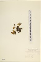 袋苔, 囊藻藏品圖，第1張