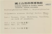 袋苔, 囊藻藏品圖，第2張